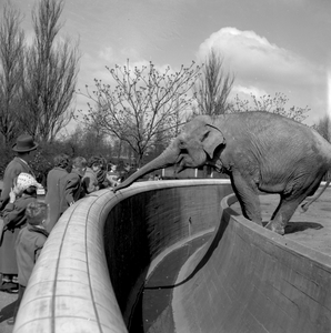 837231 Afbeelding van een olifant in de Diergaarde Blijdorp te Rotterdam.